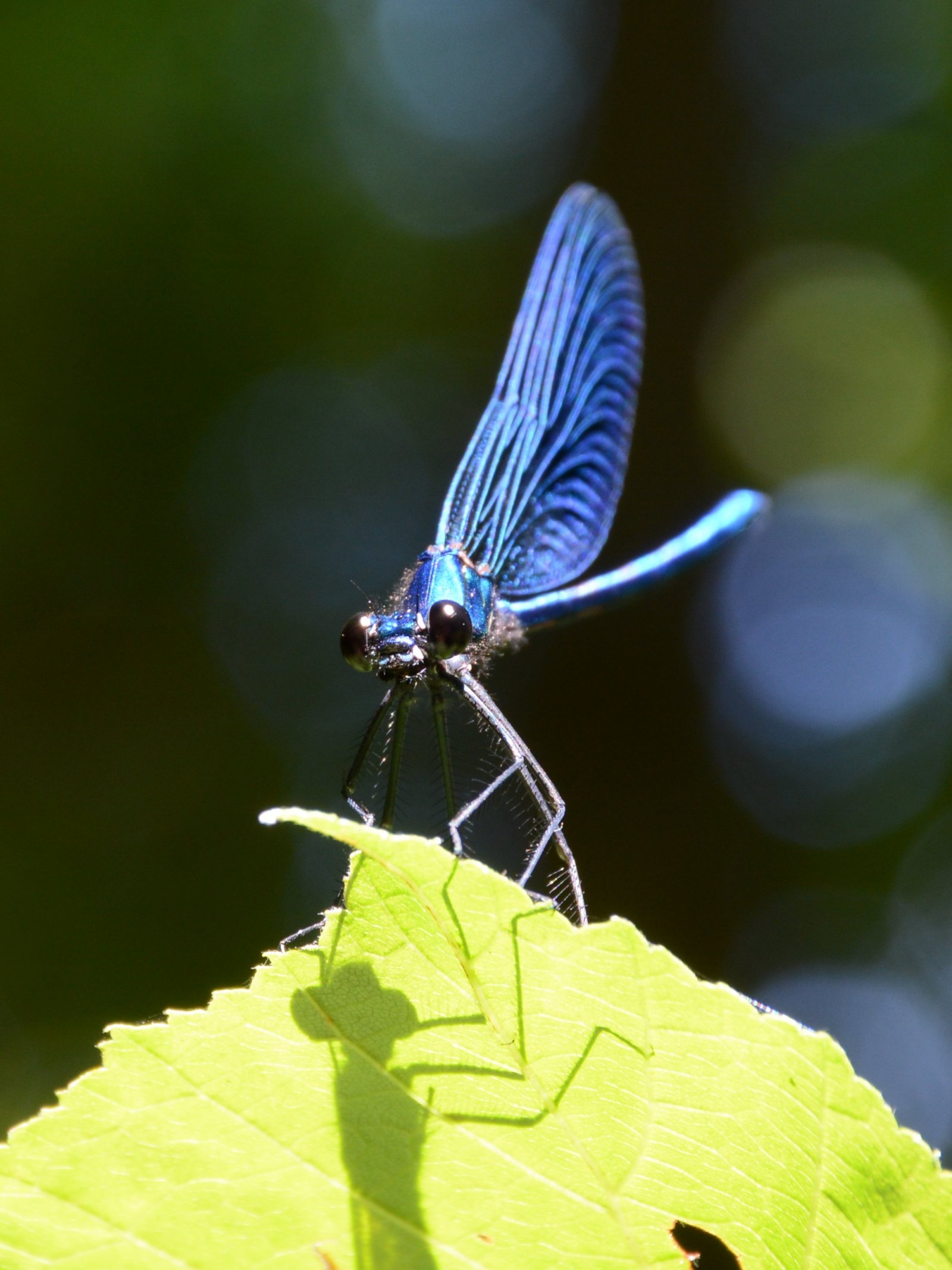 Libellula da identificare 4